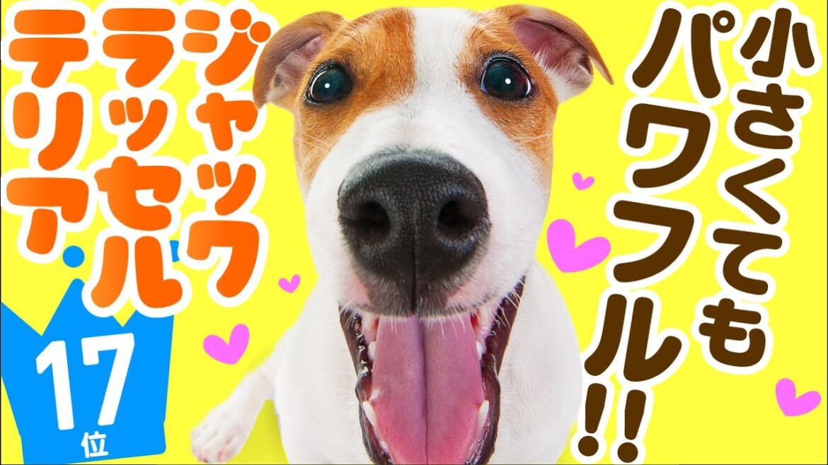 ❤️人気17位【ジャック・ラッセル・テリアってどんな犬？】子犬の価格や性格、寿命、飼いやすさは？ カワイイ動画でチェック！