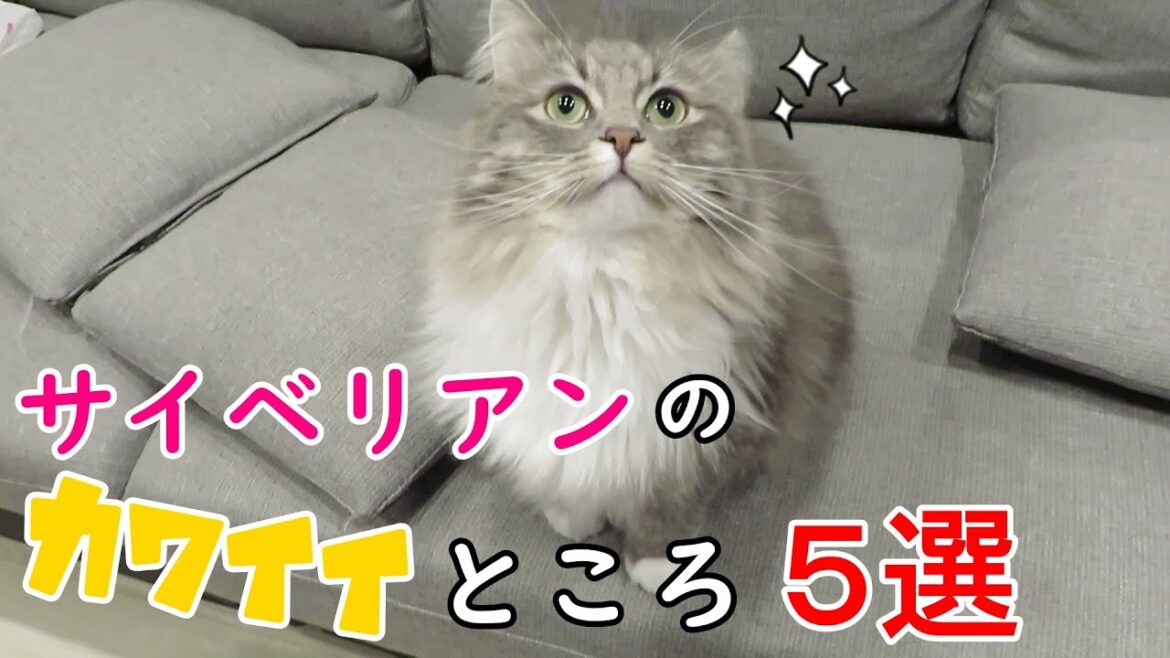 サイベリアン猫のかわいいところ紹介します!！／Introducing the cute parts of Siberian cats【サイベリアンのラフィ#82】