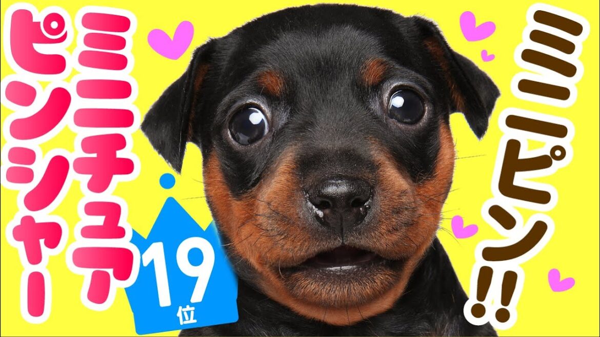 ❤️人気19位【ミニチュア・ピンシャーってどんな犬？】子犬の価格や性格、寿命、飼いやすさは？ カワイイ動画でチェック！