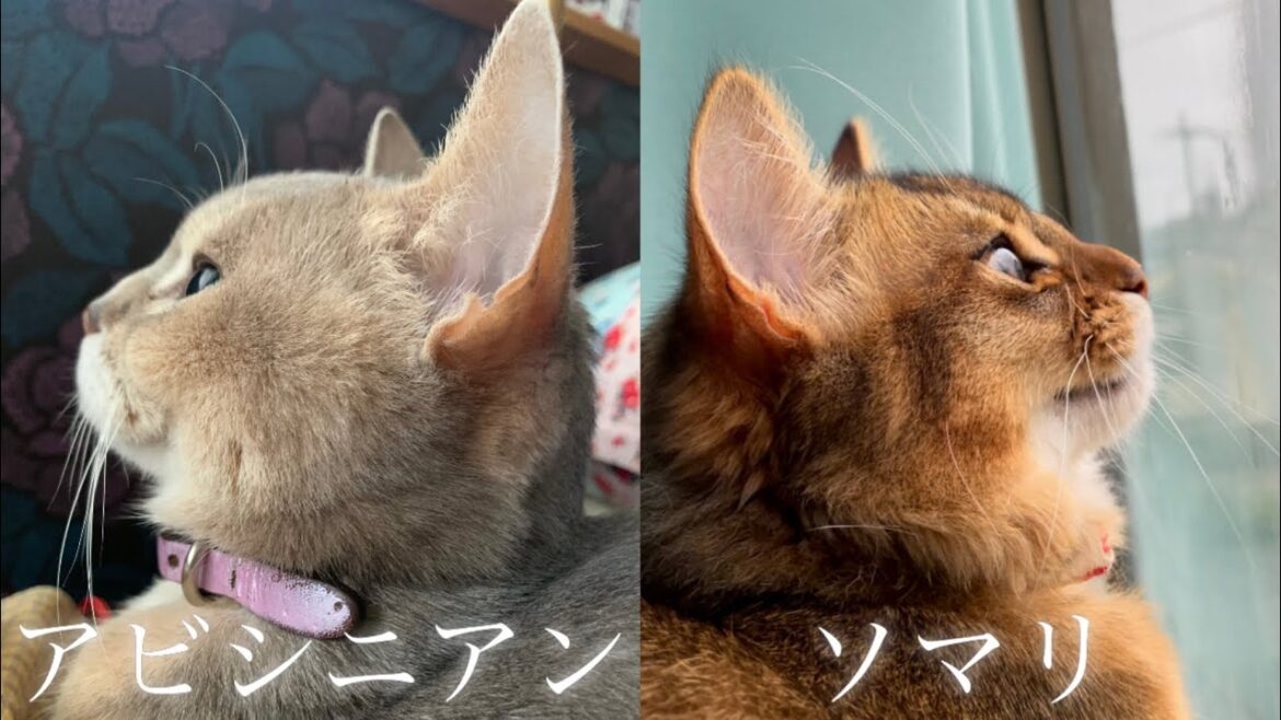 【アビシニアンの性格/ソマリの性格】ソマリの鳴き声が可愛過ぎる