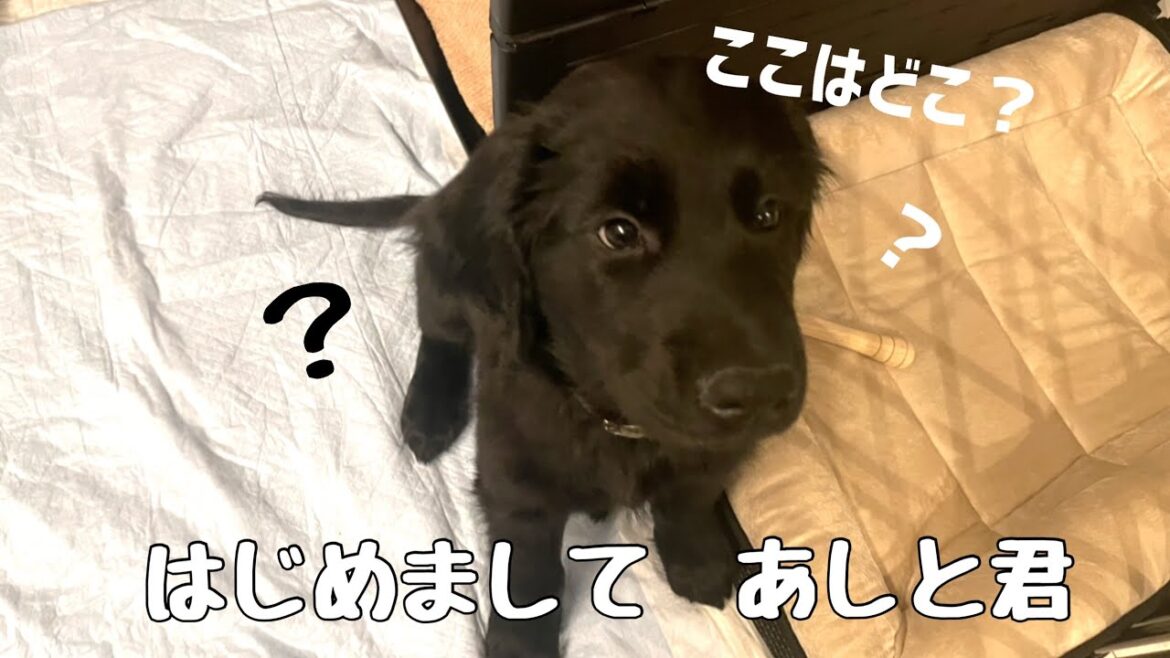ようこそ我が家へ！【ゴールデンレトリバー✖️フラットコーテッドレトリバー】