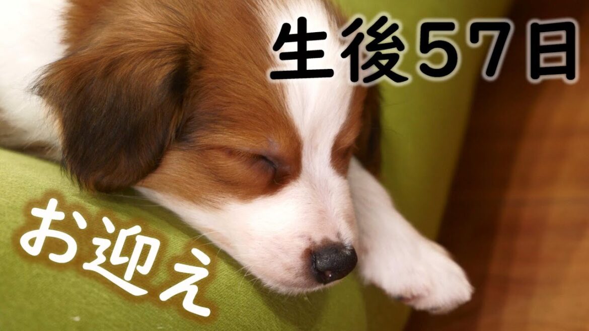 子犬のお迎え初日が幸せすぎた。コーイケルホンディエという犬種の新しい家族を紹介します。