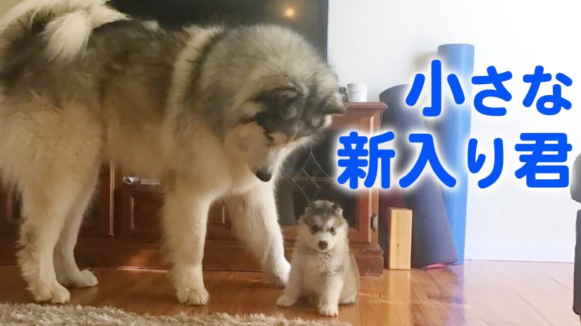 ハスキー犬じゃないよ！ モフモフの大型犬マラミュートの兄弟が、仲良く＆大きくなっていく♡