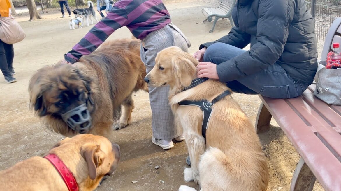 【奇跡】日本で37頭だけ⁉︎超大型犬レオンベルガーとまた新たに出会えた！！【希少犬種】