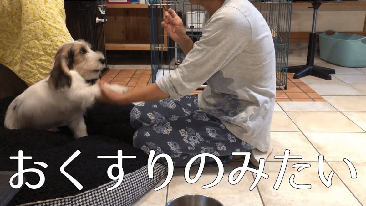 そのアレルギー薬おいしいの?【プチバセットグリフォンバンデーン】【子犬】