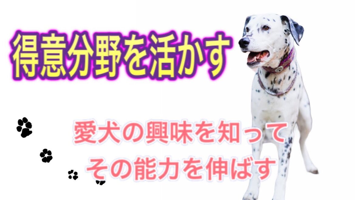シーリハムテリアmixベルちゃんのお仕事初公開！