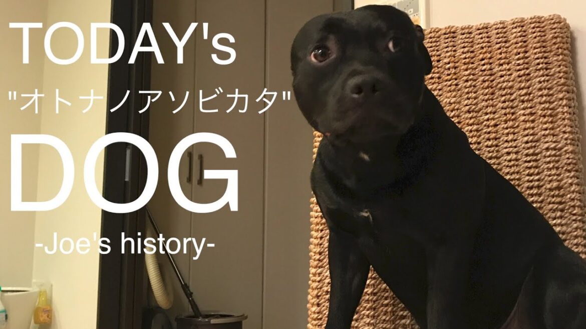 【犬と生活】スタッフォードシャーブルテリア「じょうじ」の紹介★子犬〜1歳まで。スタッフィ