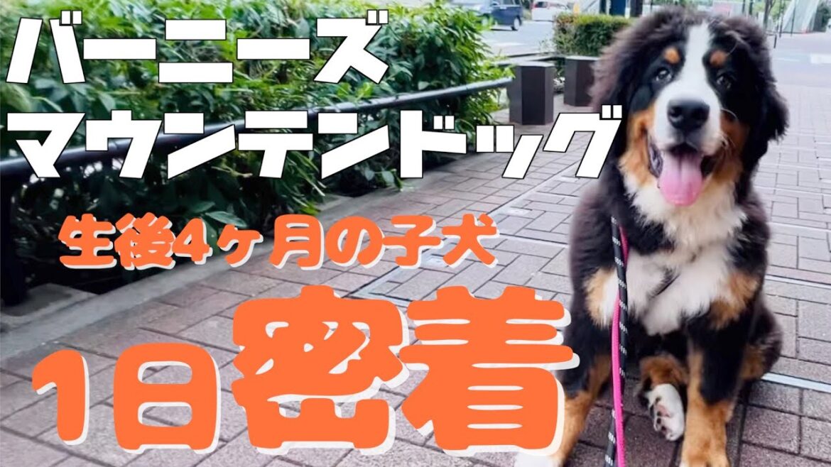 生後4ヶ月のバーニーズマウンテンドッグの1日に密着しました