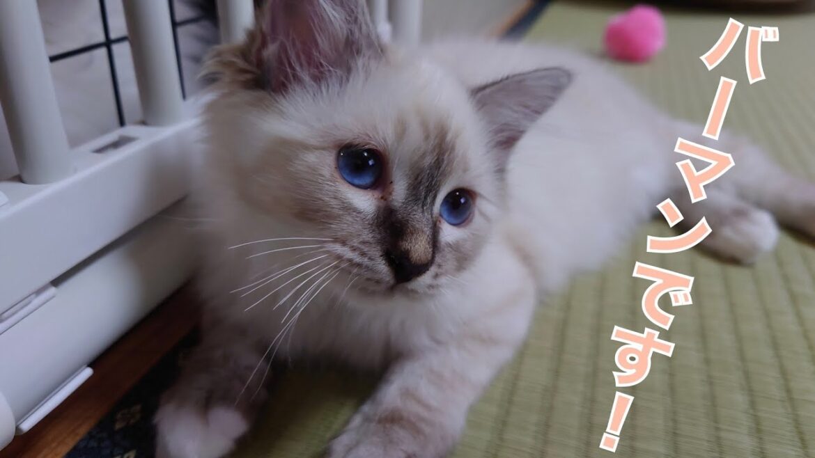 バーマンの子猫が新しく家族に加わりました！