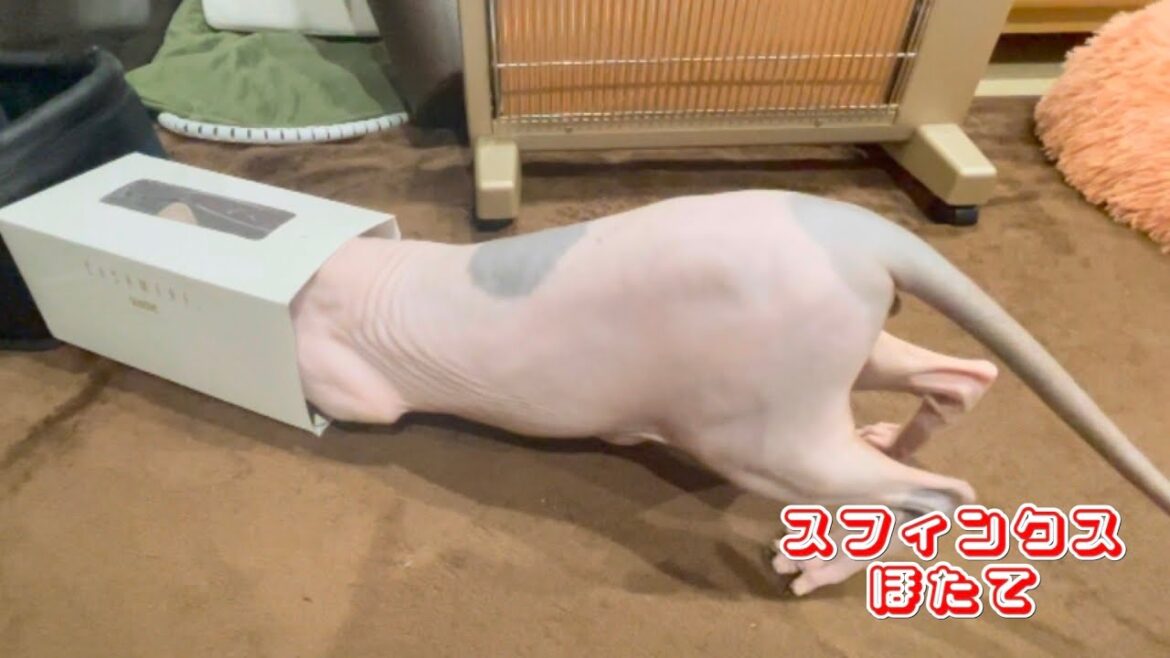 再利用した箱遊びにハマるほたて猫【スフィンクス　猫】