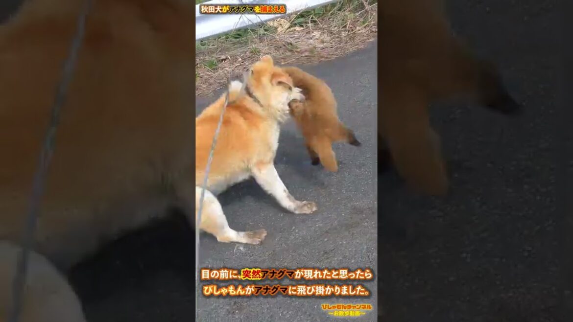 秋田犬がアナグマを捕まえる　【秋田犬Vlog】#Shorts