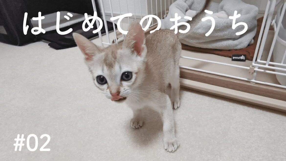 子猫がおうちにやってきた！【シンガプーラ】