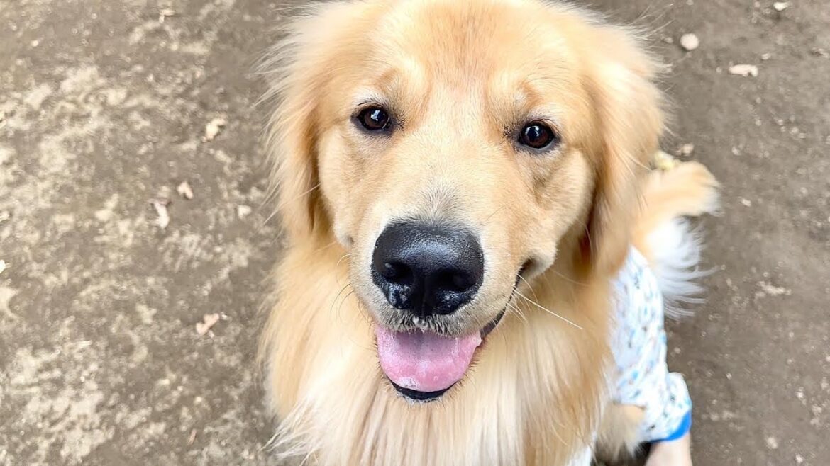 ガン宣告されたゴールデンレトリバーの現状