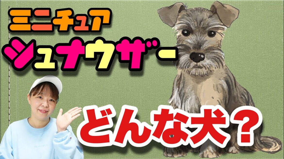 ミニチュアシュナウザーってどんな犬？　ドッグトレーナが解説します！【犬種解説シリーズ】