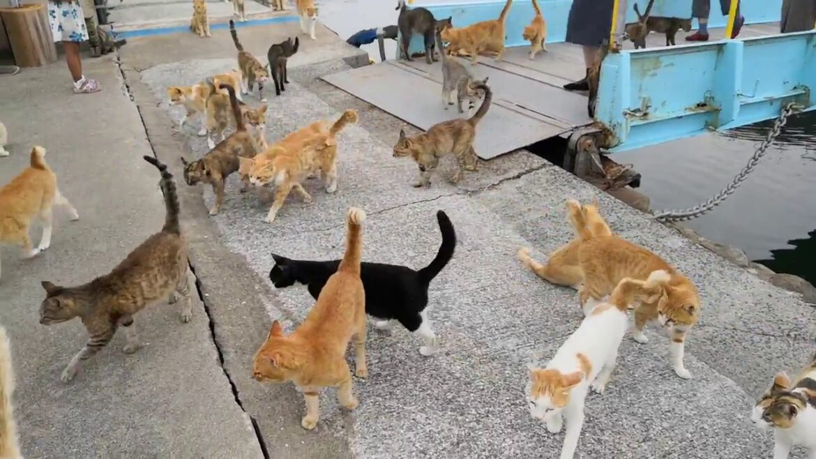【猫島】昼便で来た人に着いていく猫の数が凄過ぎる!