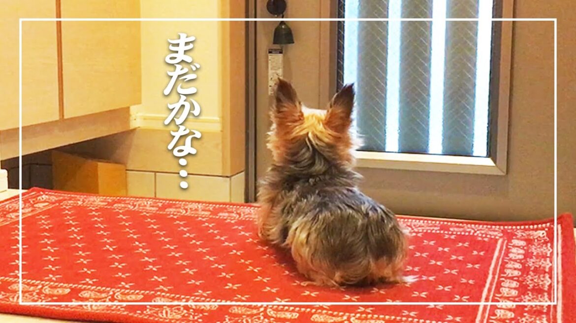 おかえり！お出迎えわんこ② 【ヨークシャテリア 犬】