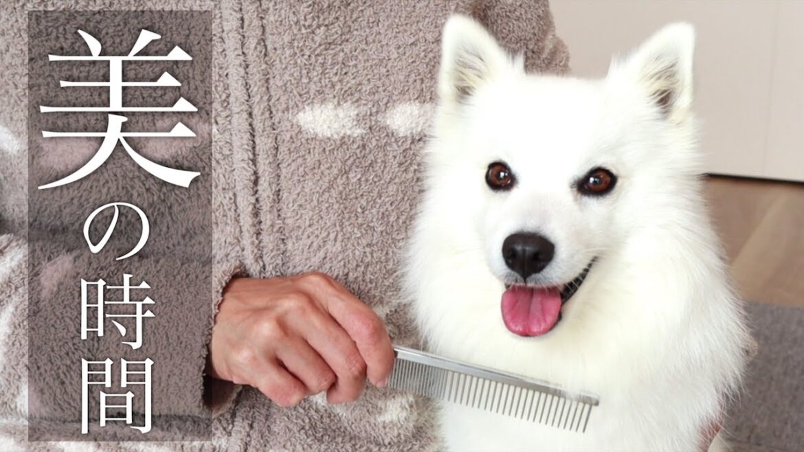 犬と飼い主のブラッシングタイム【犬のいる暮らし】 / Brashing My Dog