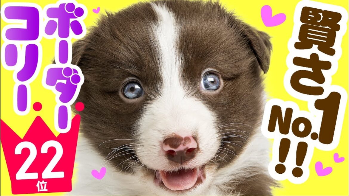 ❤️人気22位【ボーダー・コリーってどんな犬？】子犬の価格や性格、寿命、飼いやすさは？ カワイイ動画でチェック！