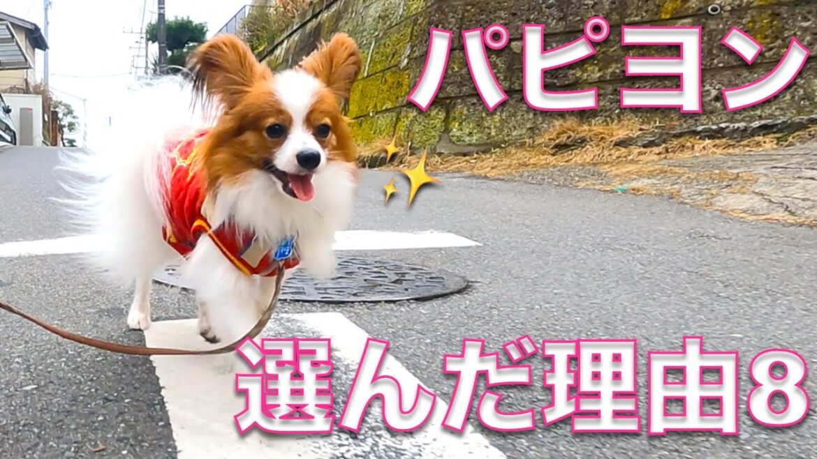 【パピヨンを選んだ理由８選】犬を探している人の参考になれば！うちがパピヨンに選んだ理由はこれです。#もなか日記 #papillon #パピヨン