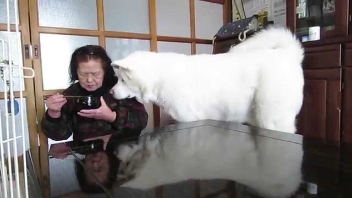 【秋田犬げんき】無言の圧力でおねだりをする【akita dog】
