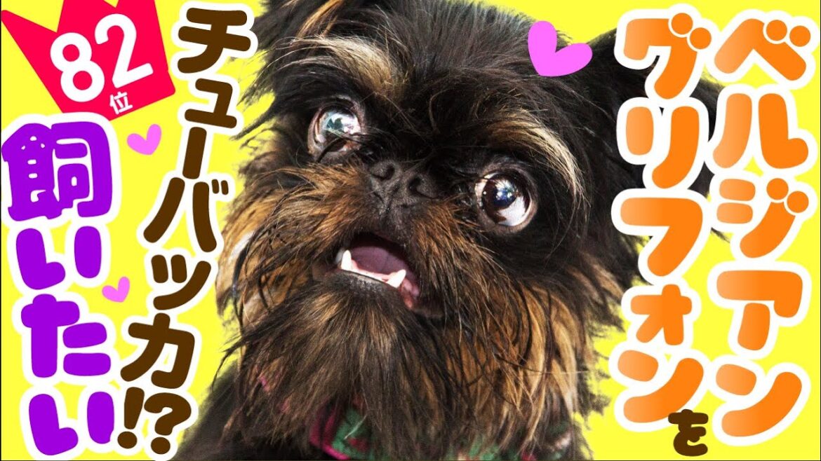 ❤️人気82位【ベルジアン・グリフォンってどんな犬？】子犬の価格や性格、寿命、飼いやすさは？ カワイイ動画でチェック！