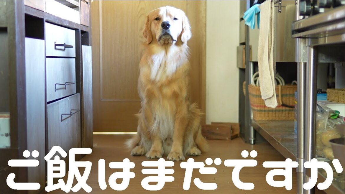 ご飯待ちのお顔が真面目過ぎる1歳ゴールデンレトリバー