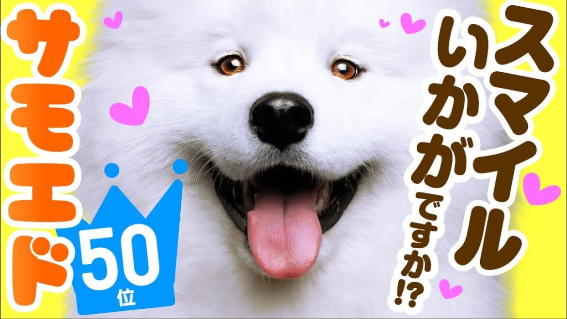 ❤️人気50位【サモエドってどんな犬？】子犬の価格や性格、寿命、飼いやすさは？ カワイイ動画でチェック！