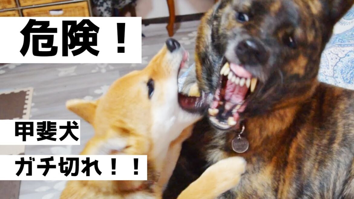 【危険】甲斐犬が本気で怒るとヤバイ！一触即発した瞬間をカメラにおさめました。【音量注意】
