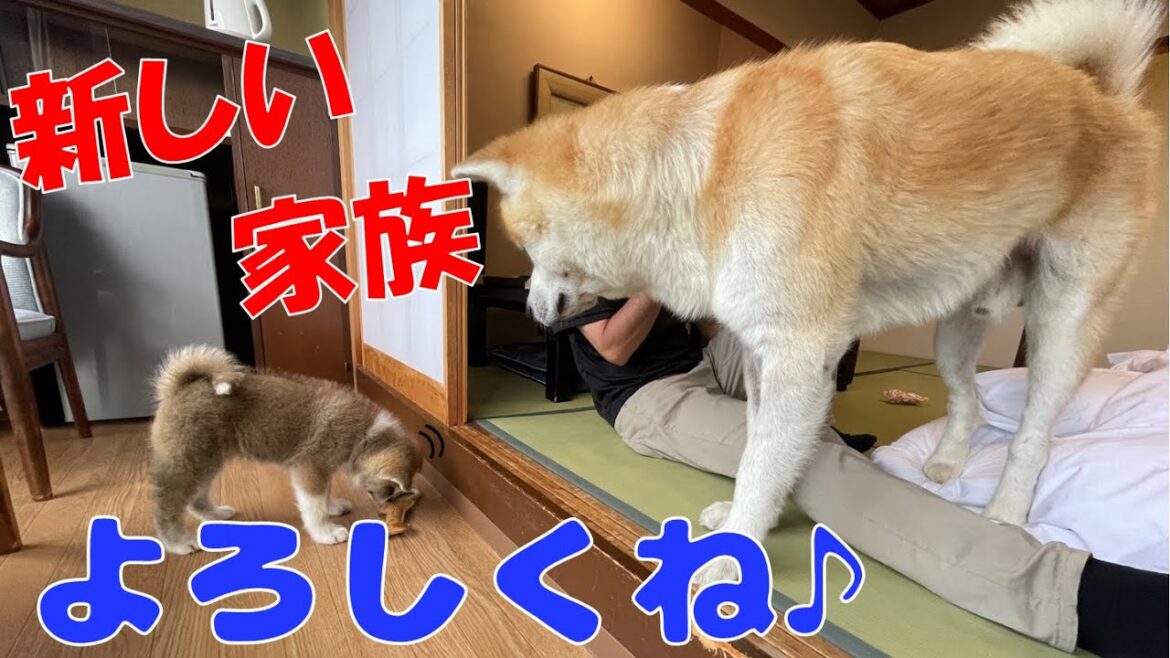 はじめまして！　秋田犬【ゴン太】