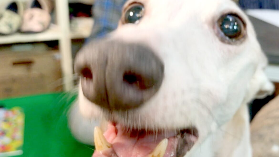 超スリムな体型にはこんな秘密が…!!ウィペットSP