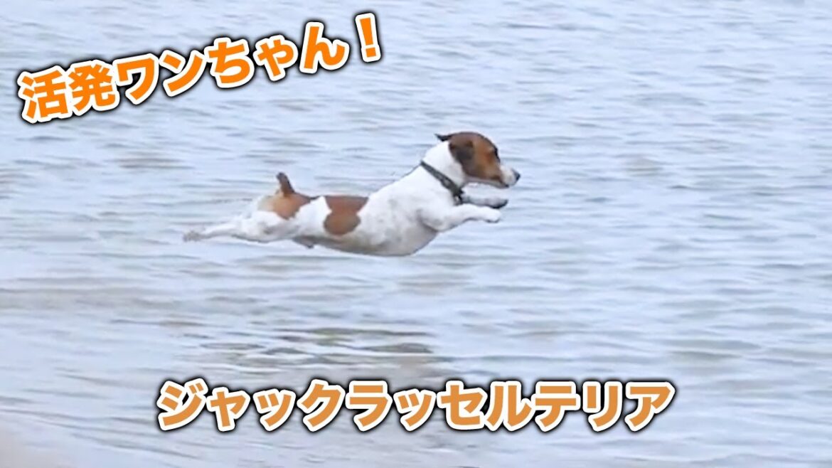 【ジャックラッセルテリア】活発、賢いワンちゃん！！ジャックラッセルテリア、かわいい集【犬】