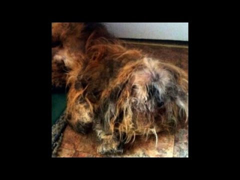 美しい長毛のラサ・アプソが世界一酷い姿に!?伸びきった毛の恐ろしい犬が大変身を遂げる! 美しい長毛のラサ・アプソが世界一酷い姿に!?伸びきった毛の恐ろしい犬が大変身を遂げる!