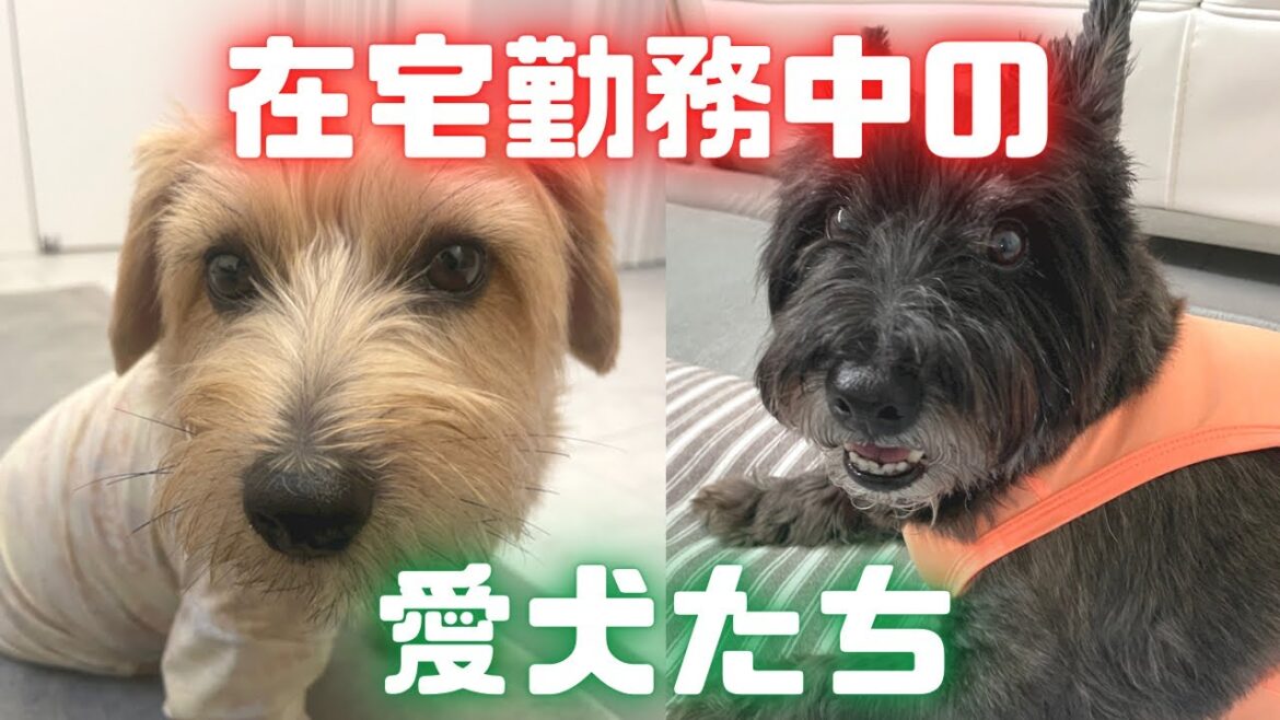 在宅勤務中の愛犬たちの様子　ケアンテリアとノーフォークテリア【こすまつ】2頭飼いの日常　Cairn Terrier and Norfolk Terrier