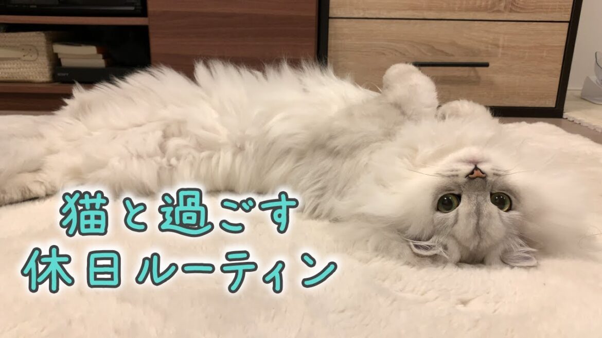 猫とまったり過ごす休日ルーティン