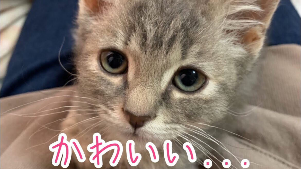 #マンチカン　#ラパーマ　#スクーカム　#アンチョビ　【子猫】マンチカン&ラパーマの混血スクーカムちゃんが可愛すぎて癒される...