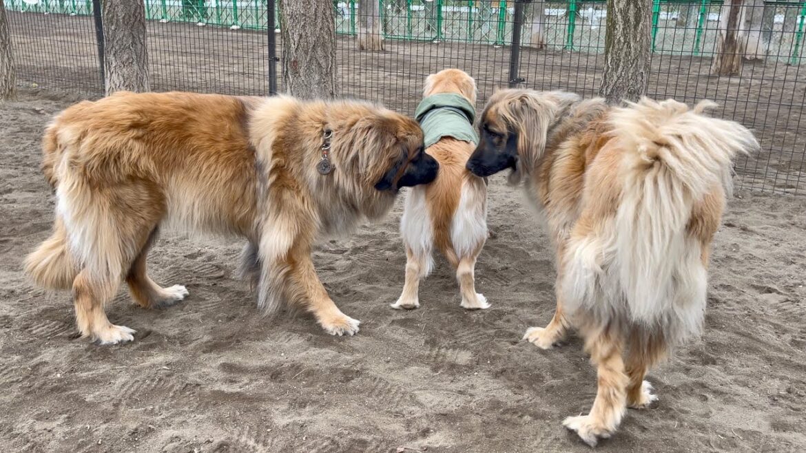 【TikTok 50万再生】日本で37頭だけ!?超大型犬レオンベルガーに挟まれたゴールデンレトリバーがもはや子犬です笑【希少犬種】