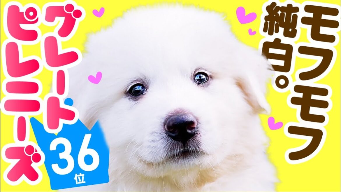 ❤️人気36位【グレート・ピレニーズってどんな犬？】子犬の価格や性格、寿命、飼いやすさは？ カワイイ動画でチェック！