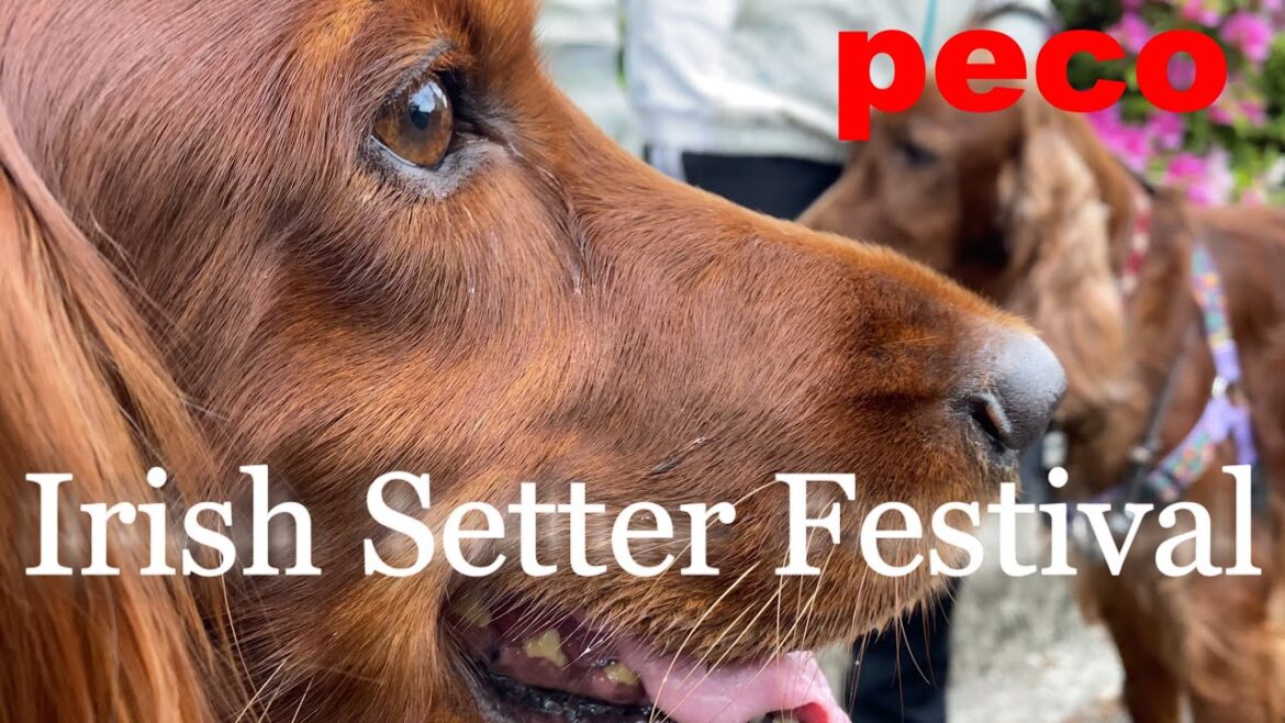 アイリッシュセター祭(peco Irish Setter Festival) アイリッシュセター(アイリッシュセッター)Irish Setor(Irish Setter) アイリッシュセター祭(peco Irish Setter Festival) アイリッシュセター(アイリッシュセッター)Irish Setor(Irish Setter)