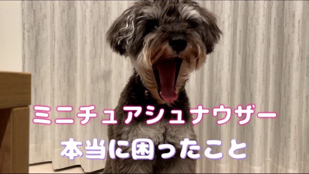 ミニチュアシュナウザーを飼う前に知ってほしい！　知らないと大変なこと2選