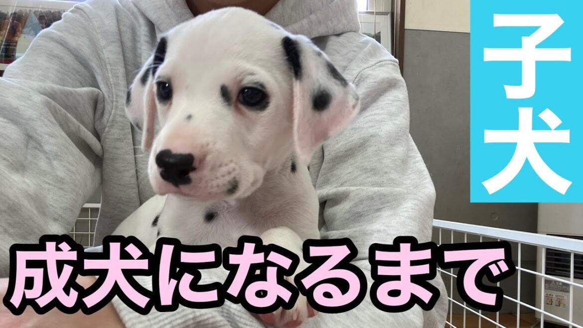 【ダルメシアンを飼う前に見て欲しい】子犬が成犬になるまでの過程（ジン編）#写真集#ダルメシアン#ジン