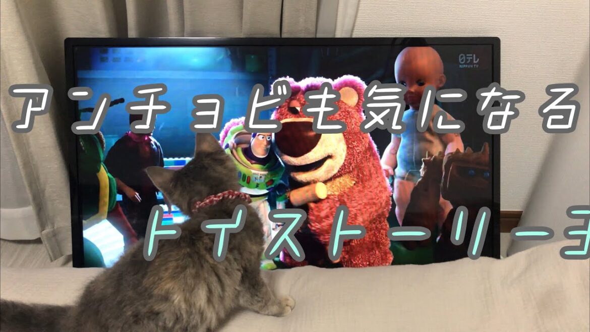 家に来て初めてのブラッシングにて...＃スクーカム＃マンチカン＃ラパーマ＃子猫