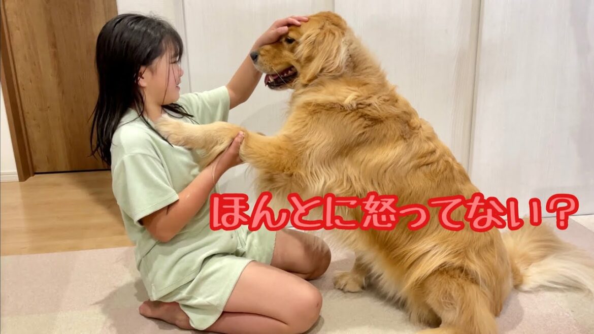 調子に乗りすぎて、大好きな姉を怒らせちゃった時の絶望感がハンパない大型犬クッキー【ゴールデンレトリバーとミニチュアダックスフンド】