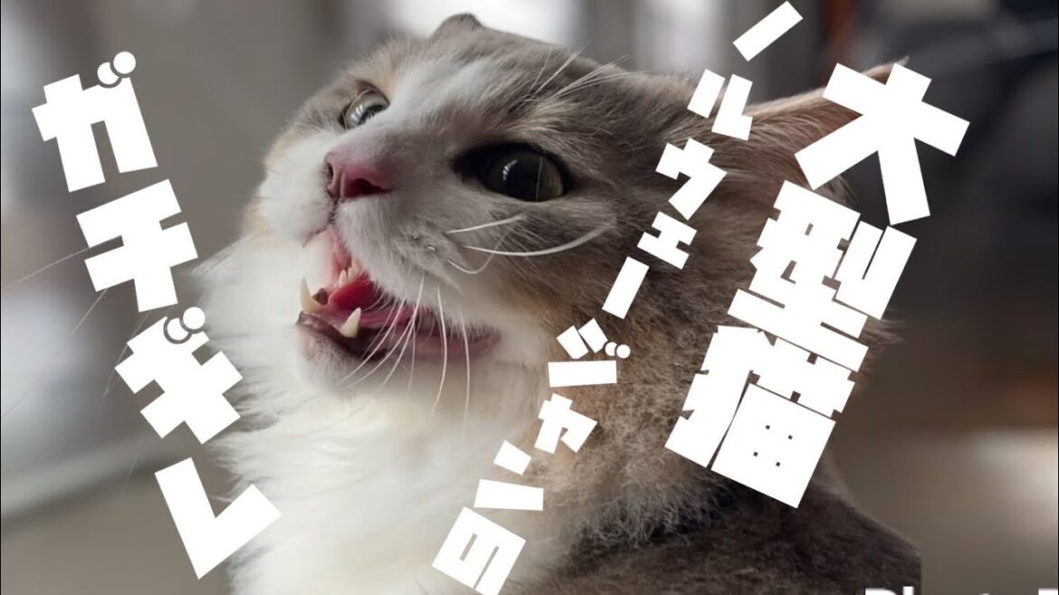 ノルウェージャンフォレストキャットのガチギレがやばい【ノルウェージャンフォレストキャット】