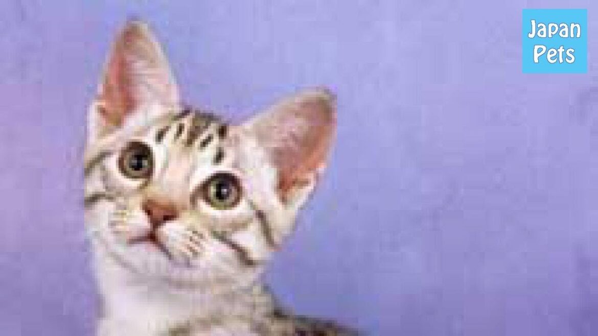 社交的で甘え上手なオシキャットが今、大人気！性格～価格を徹底調査 - Japan Pets