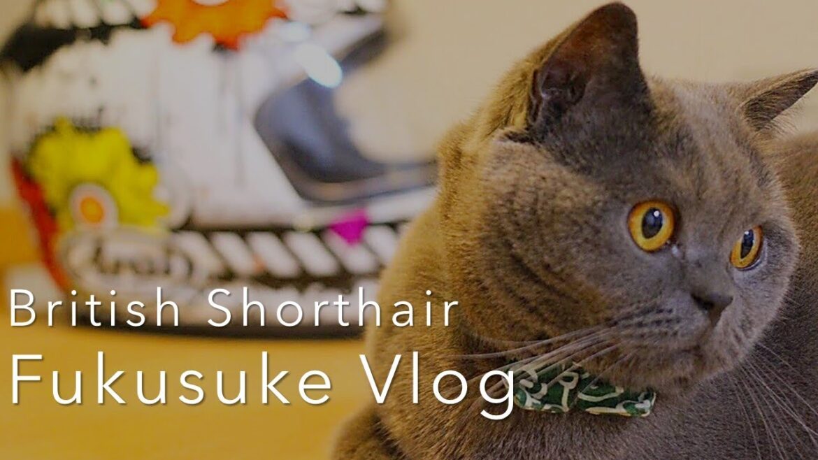 30代女子と暮らす猫｜ブリティッシュショートヘア福助の日常ルーティン【Fukusuke Vlog】