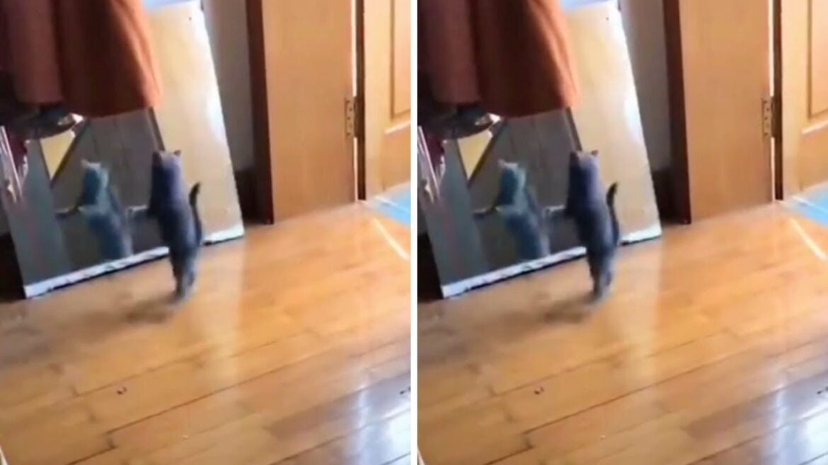 How much this Havana brown is obsessed with himself 😄😄😻🙀#shorts #viral #trending #funnycat