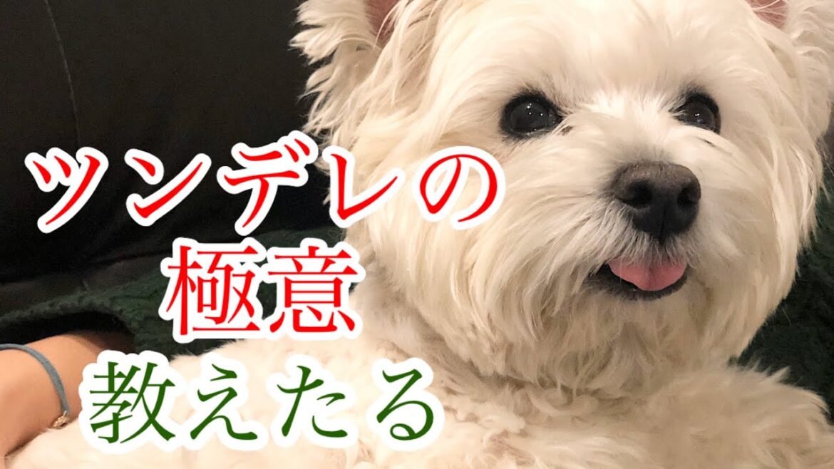これでパパを虜にしています！ツンデレ犬のあざといお出迎えのやり方【ウエスティのコロネ】