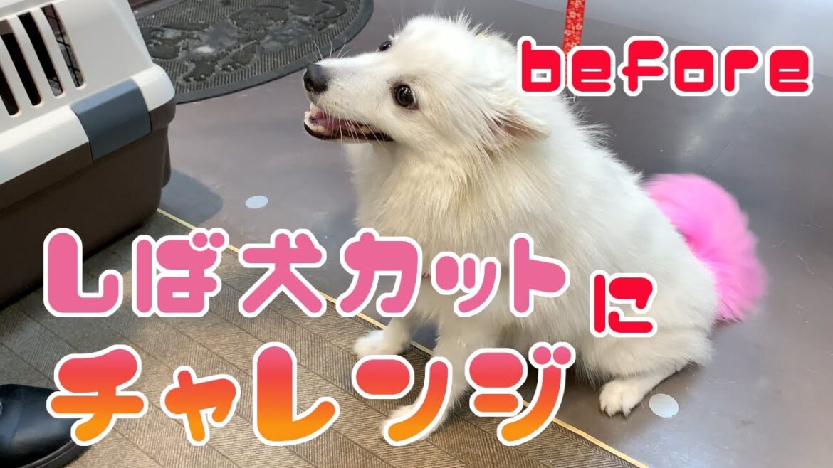 スピッツから柴犬へ変身？トリミングで夏を乗り切ろう【日本スピッツ　かえで】