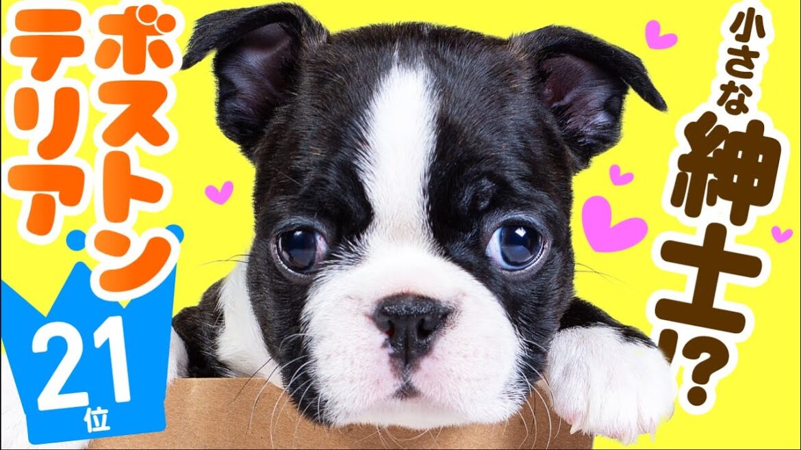 ❤️人気21位【ボストン・テリアってどんな犬?】子犬の価格や性格、寿命、飼いやすさは? カワイイ動画でチェック! ❤️人気21位【ボストン・テリアってどんな犬?】子犬の価格や性格、寿命、飼いやすさは? カワイイ動画でチェック!