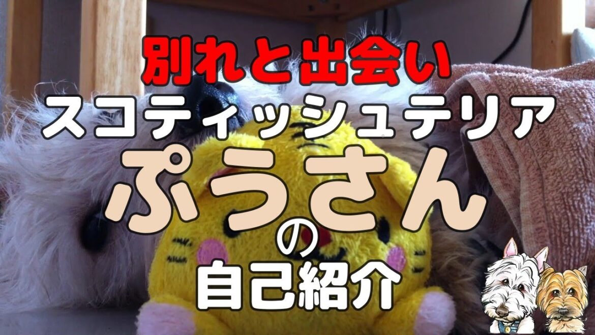 スコティッシュテリア『ぷうさん』の自己紹介